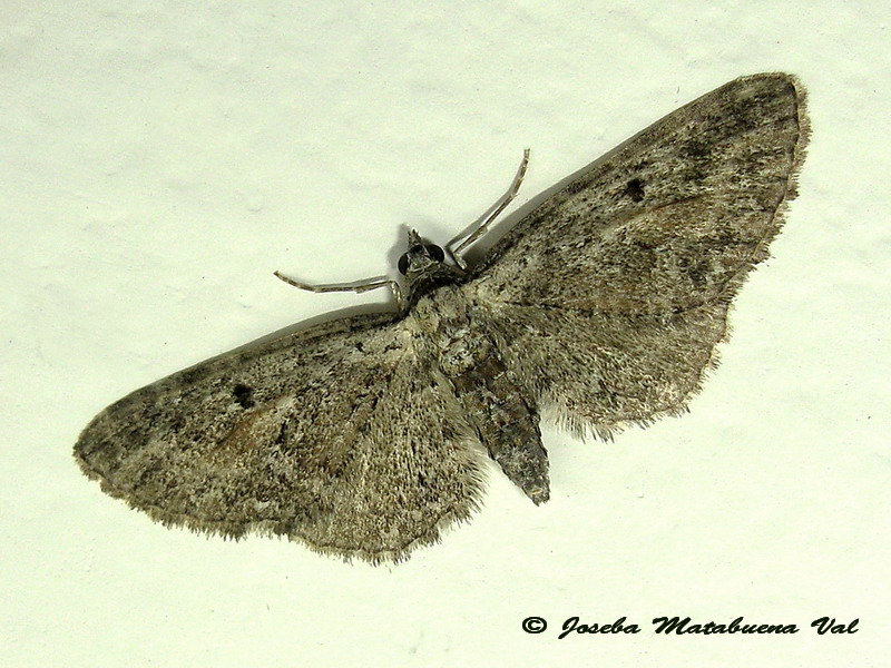 Eupithecia selinata ?